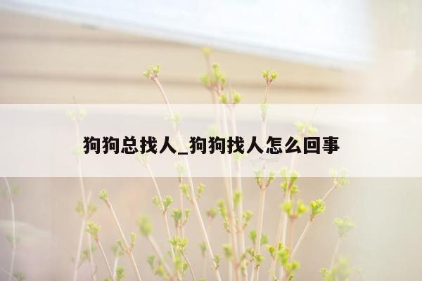 狗狗总找人_狗狗找人怎么回事